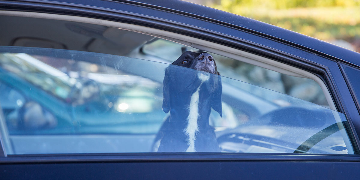 black dog in a car with a cracked window in the summer